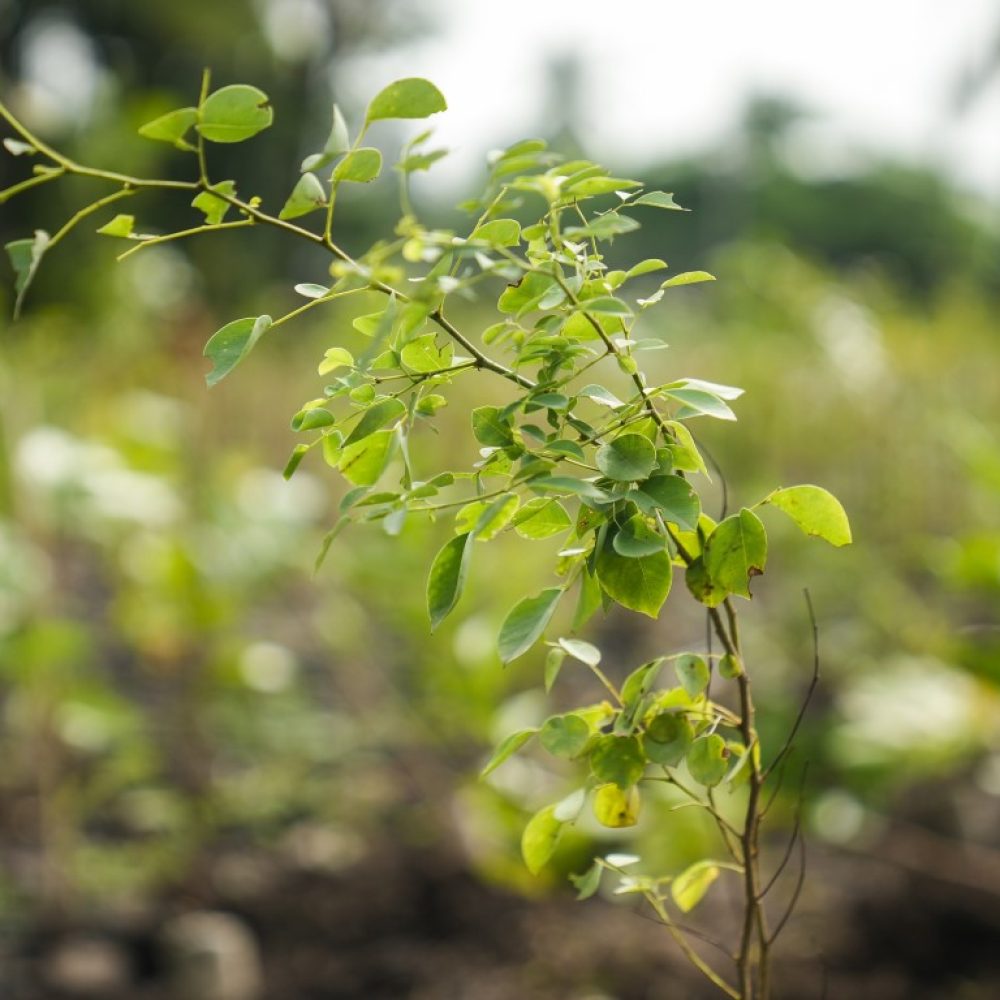Miyawaki plantation12 (Medium)